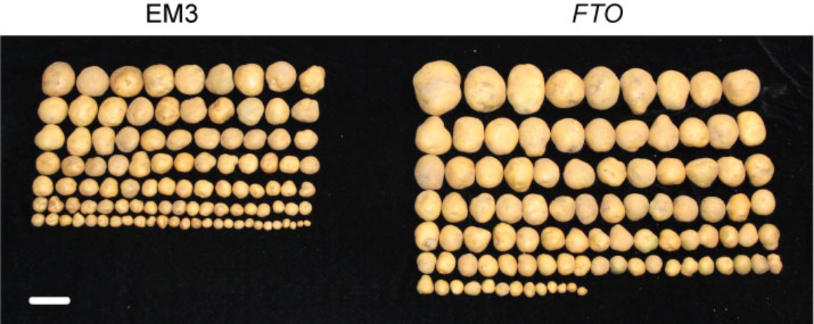 E:\Research\Epitransgenic Plants\rice\NBT submitted files\宣传稿\微信图片_20210721143553.jpg